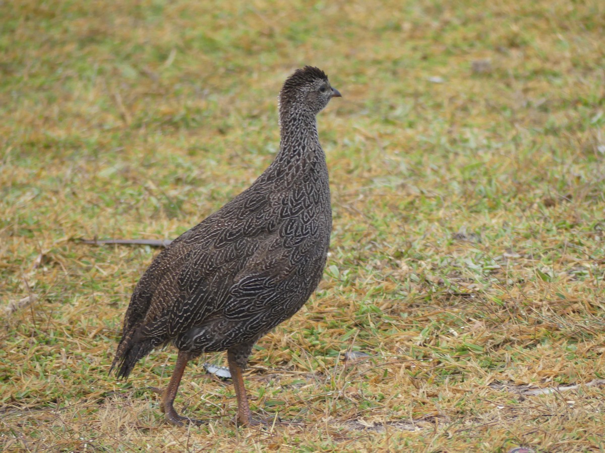 Cape Spurfowl - Guy RUFRAY