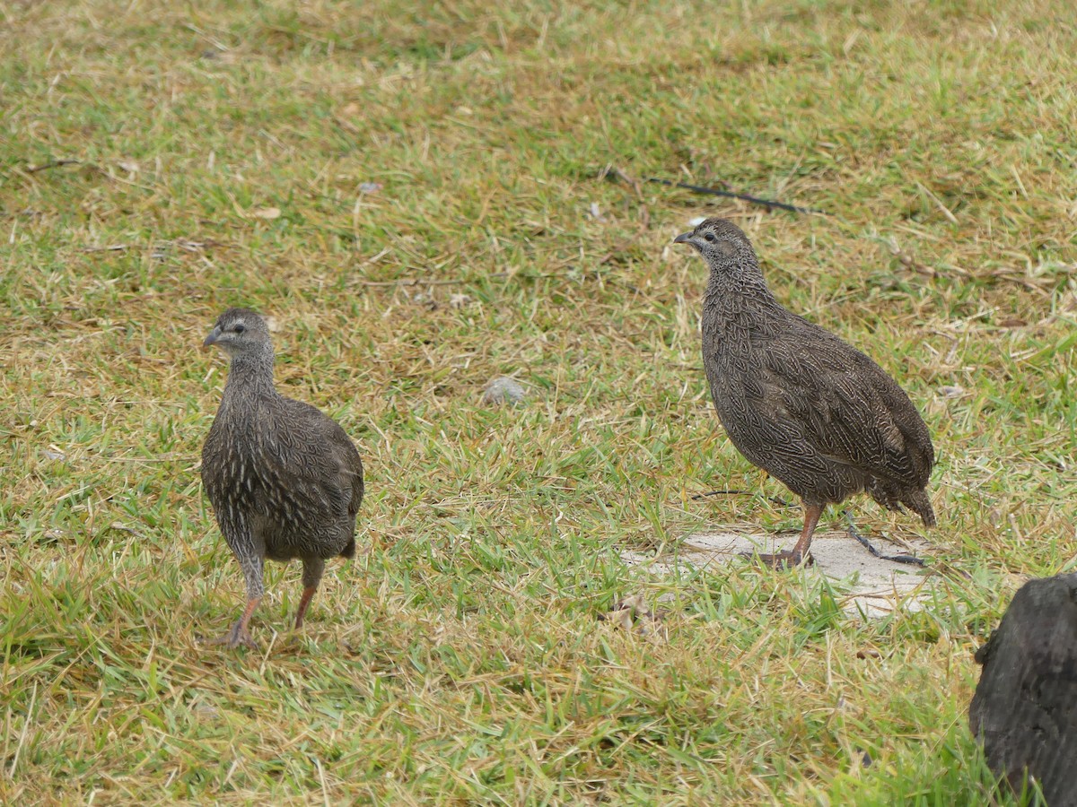 Cape Spurfowl - ML615664469