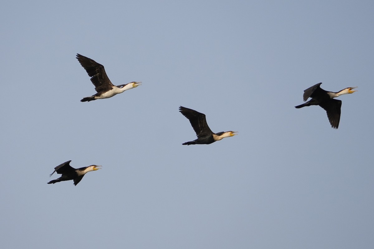 Grand Cormoran - ML615664551