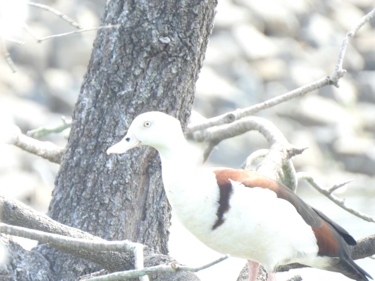 Radjah Shelduck - John  Armstrong