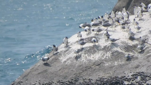 Great Crested Tern - ML615664582