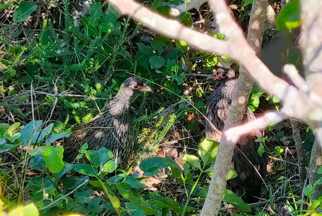 Francolin à gorge rouge (castaneiventer) - ML615664595