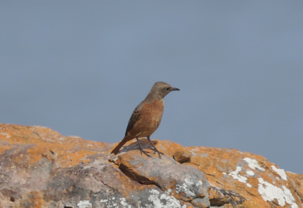 Cape Rock-Thrush - ML615664599