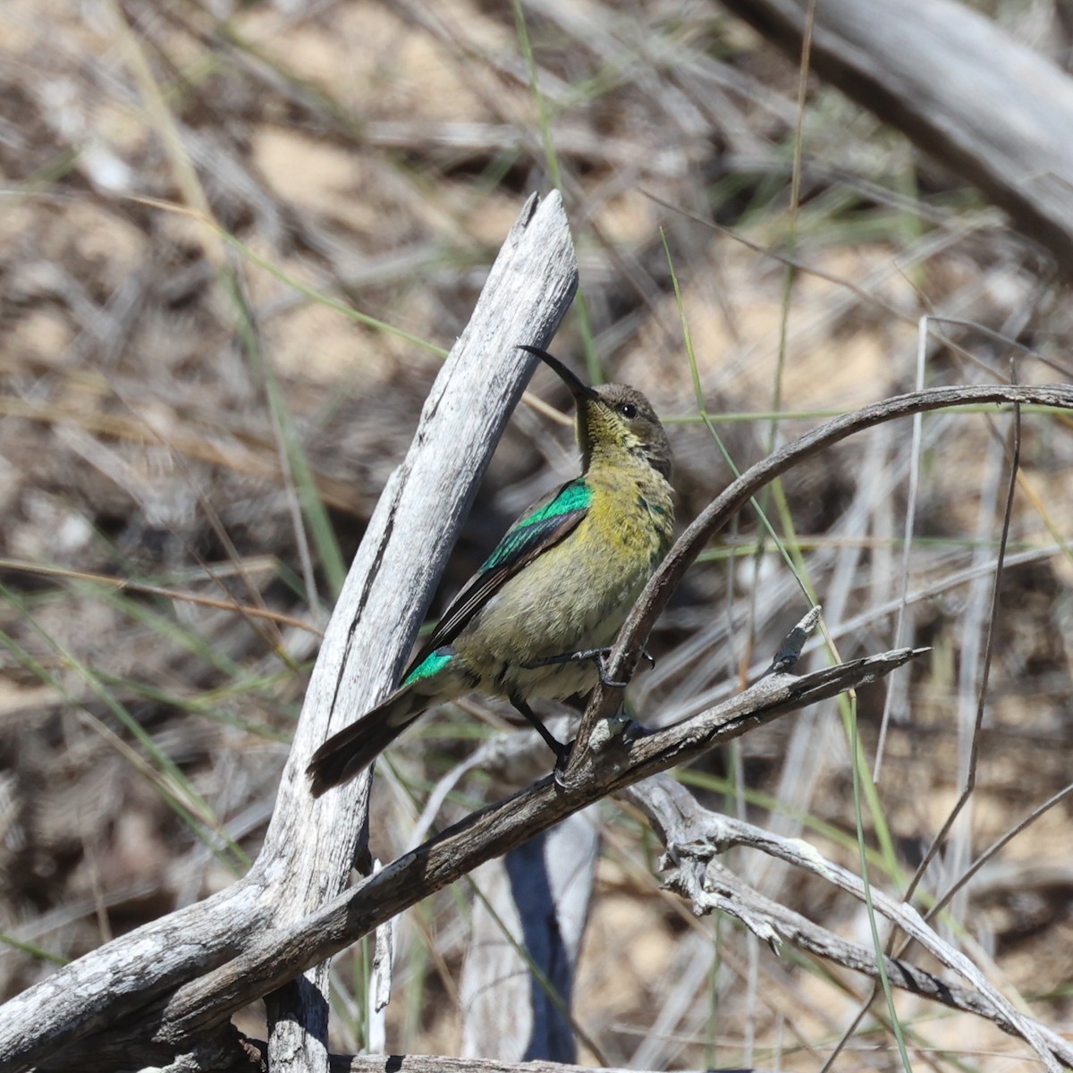 Malachitnektarvogel - ML615664600