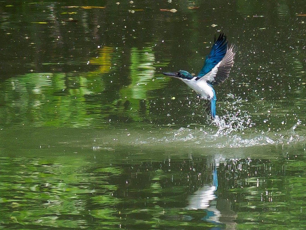 Collared Kingfisher - ML615664722