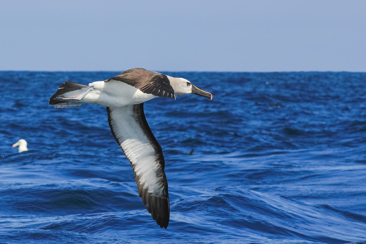 Atlantic Yellow-nosed Albatross - Martin  Flack