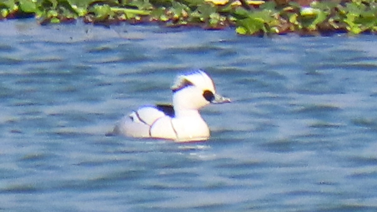 Smew - Ashish Loya