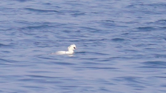 Smew - ML615664747