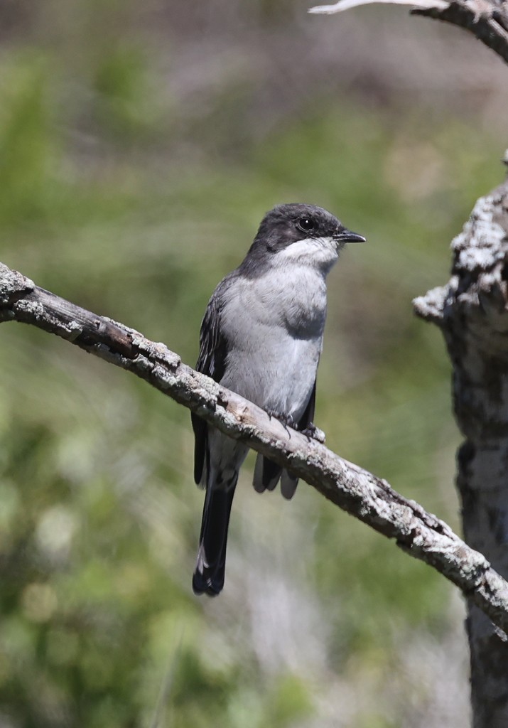 Fiscal Flycatcher - ML615664748