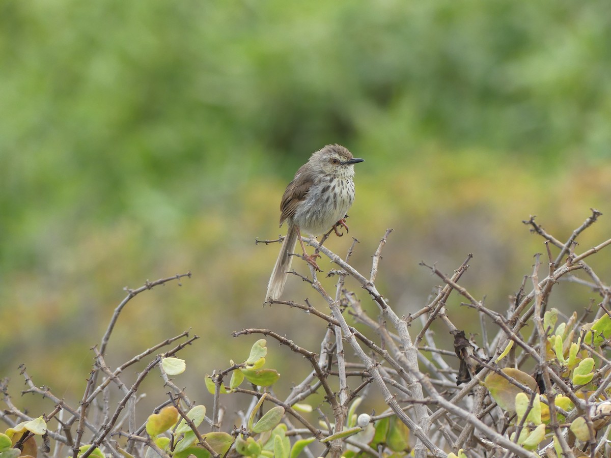 Prinia du Karoo - ML615664767