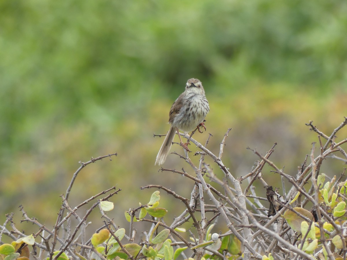 Prinia du Karoo - ML615664768