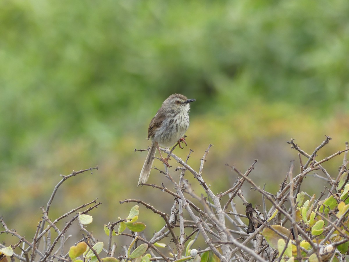 Prinia du Karoo - ML615664770