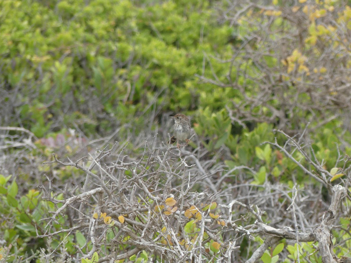 Red-headed Cisticola - ML615664777