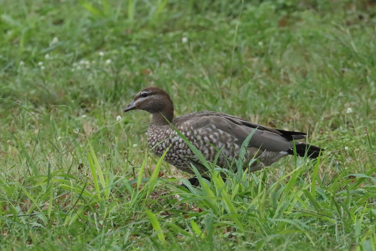 Pato de Crin - ML615664820