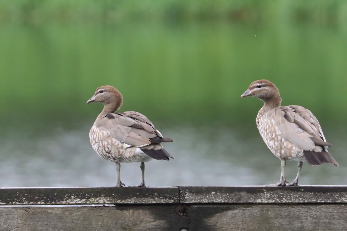 Maned Duck - ML615664834