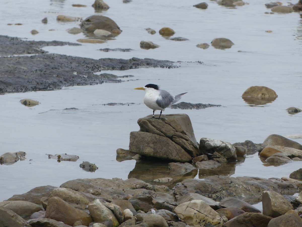 Great Crested Tern - Guy RUFRAY