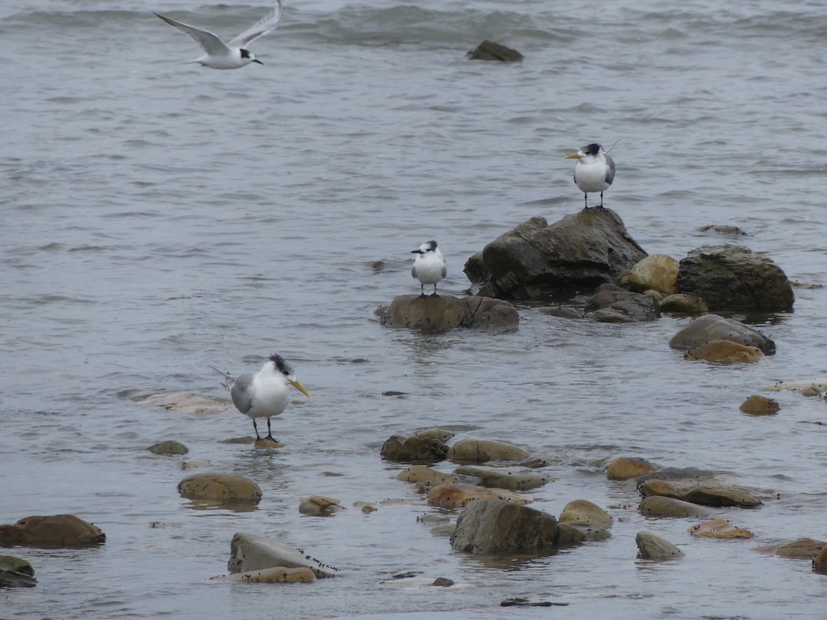 Great Crested Tern - ML615664854