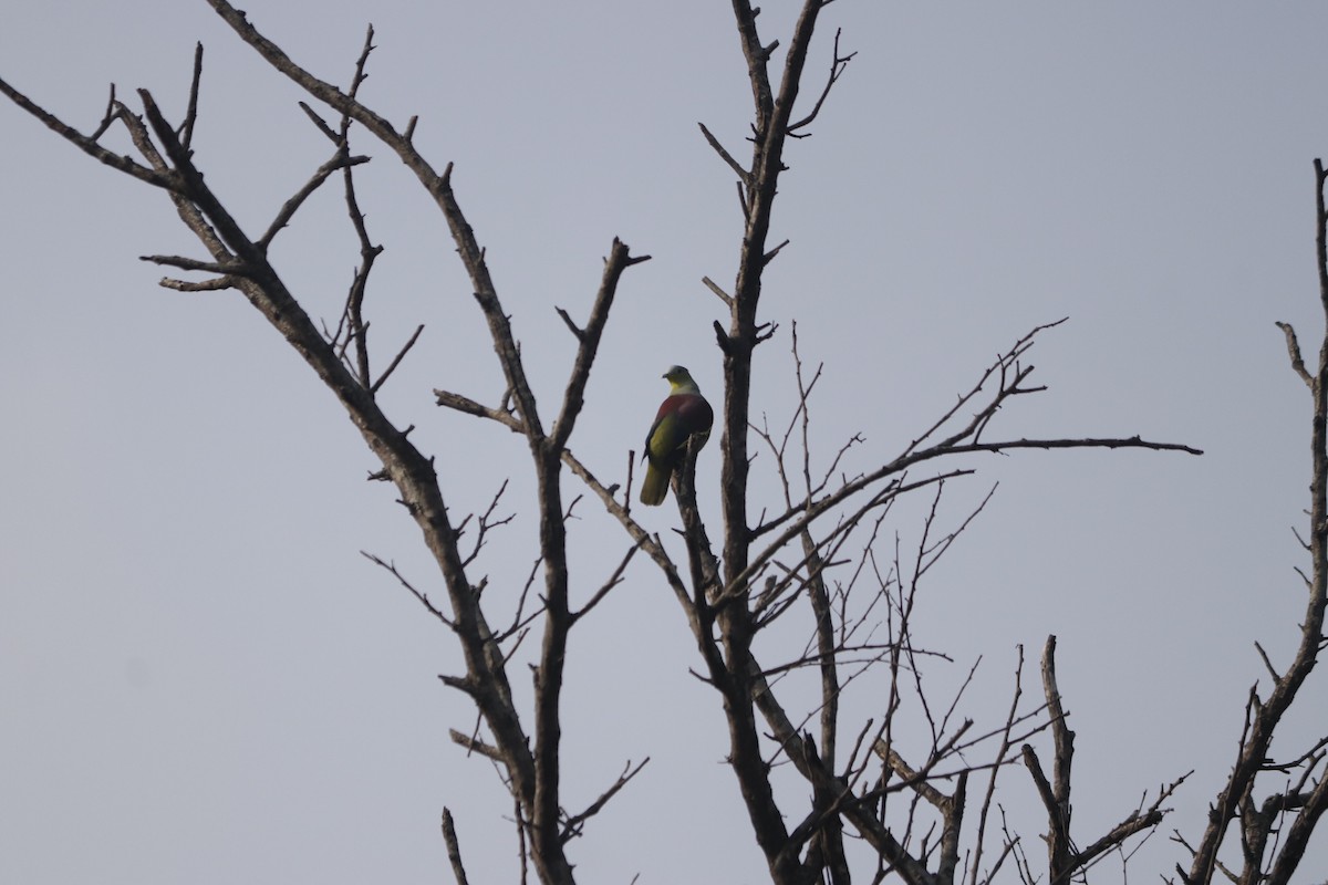 Gray-fronted Green-Pigeon - ML615664890