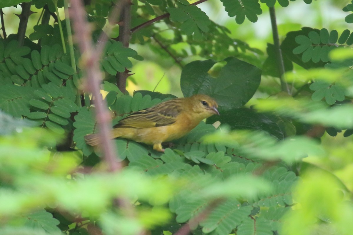 Taveta Golden-Weaver - ML615664899