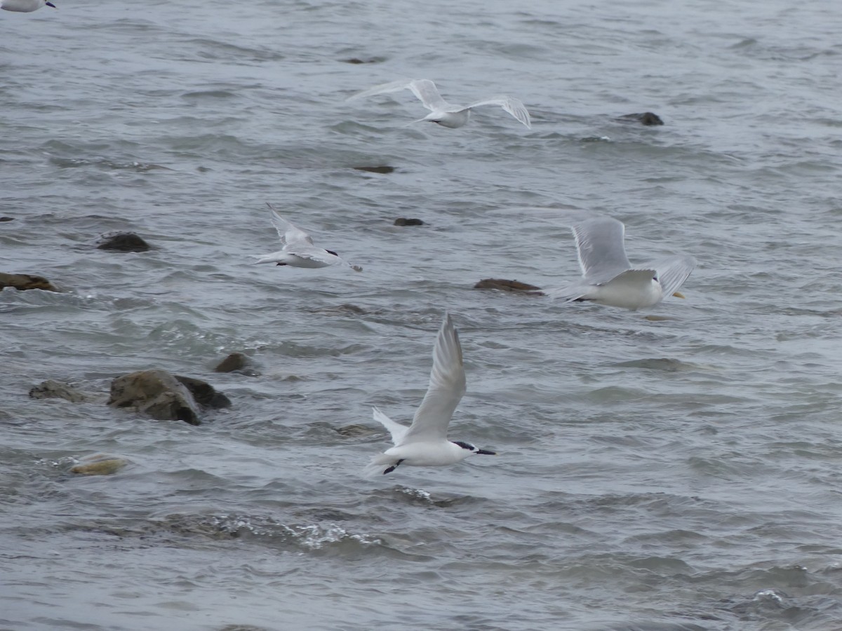 Sandwich Tern - ML615664920