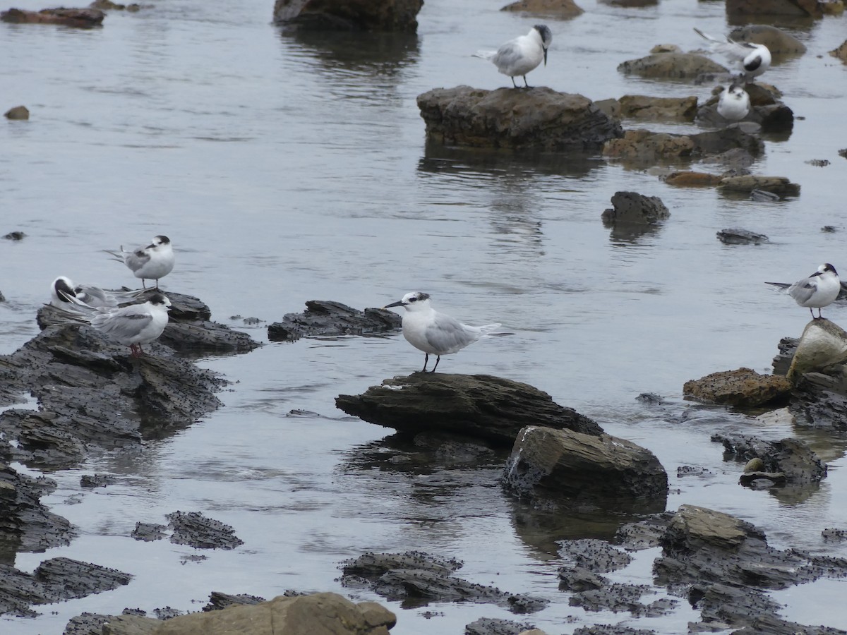 Sandwich Tern - ML615664921