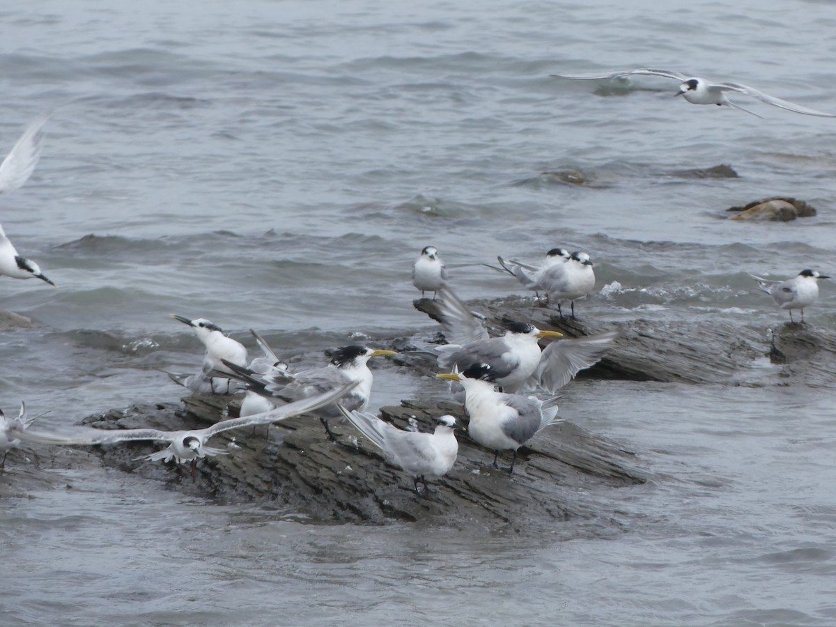 Sandwich Tern - Guy RUFRAY