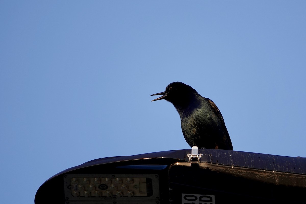 Boat-tailed Grackle - ML615664946