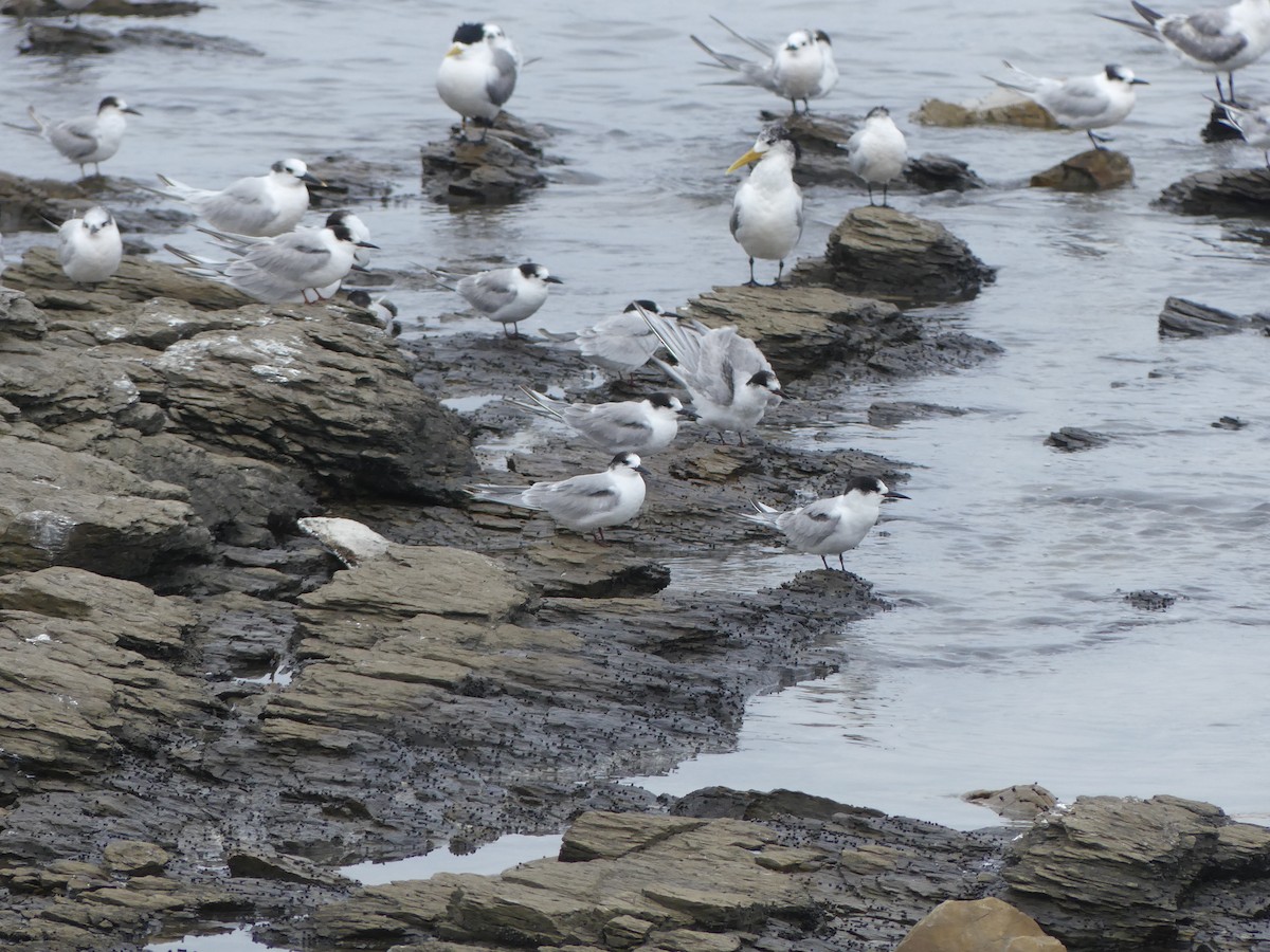 Common Tern - Guy RUFRAY