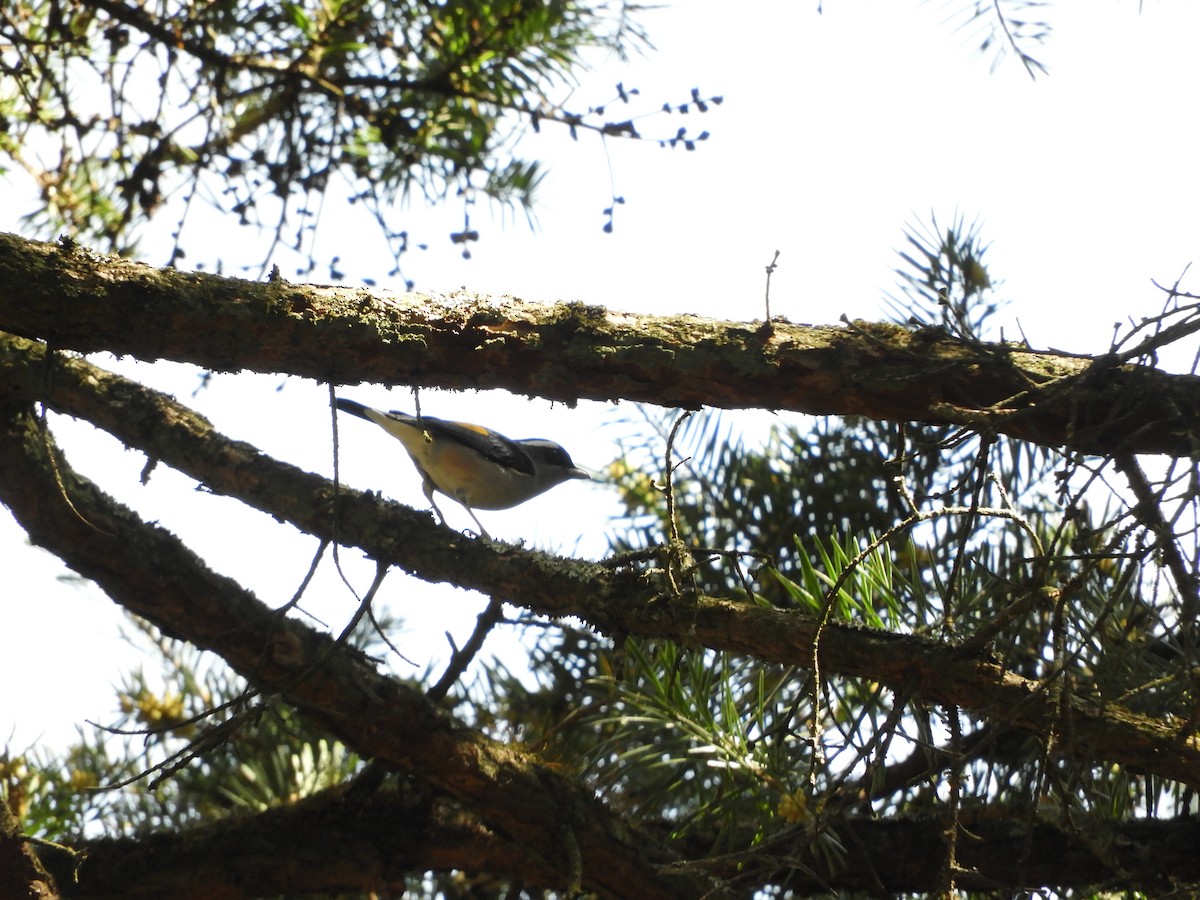 White-browed Shrike-Babbler - ML615665054