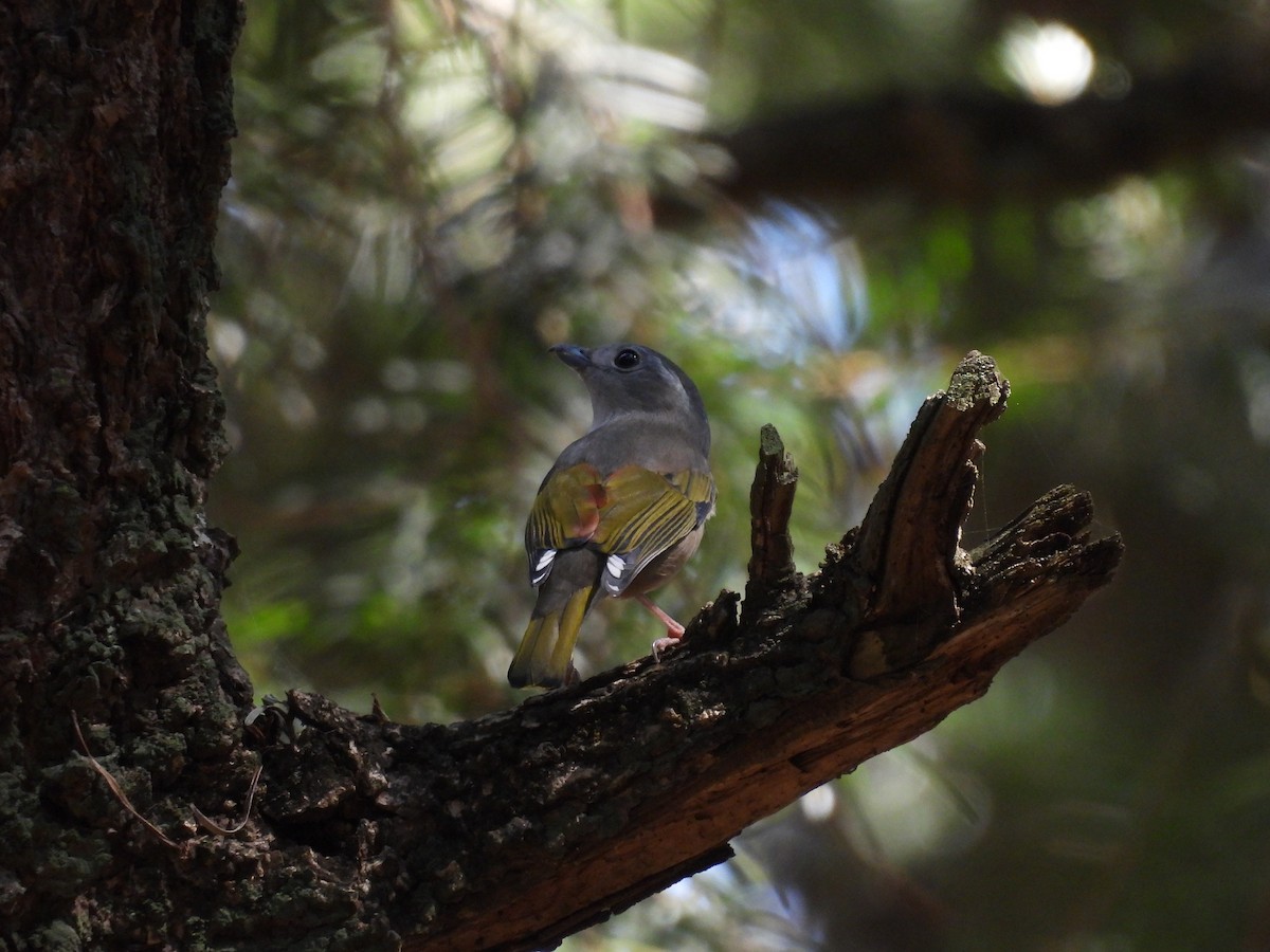 White-browed Shrike-Babbler - ML615665055