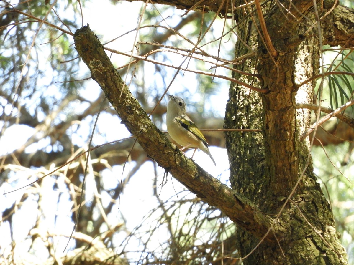 White-browed Shrike-Babbler - ML615665059