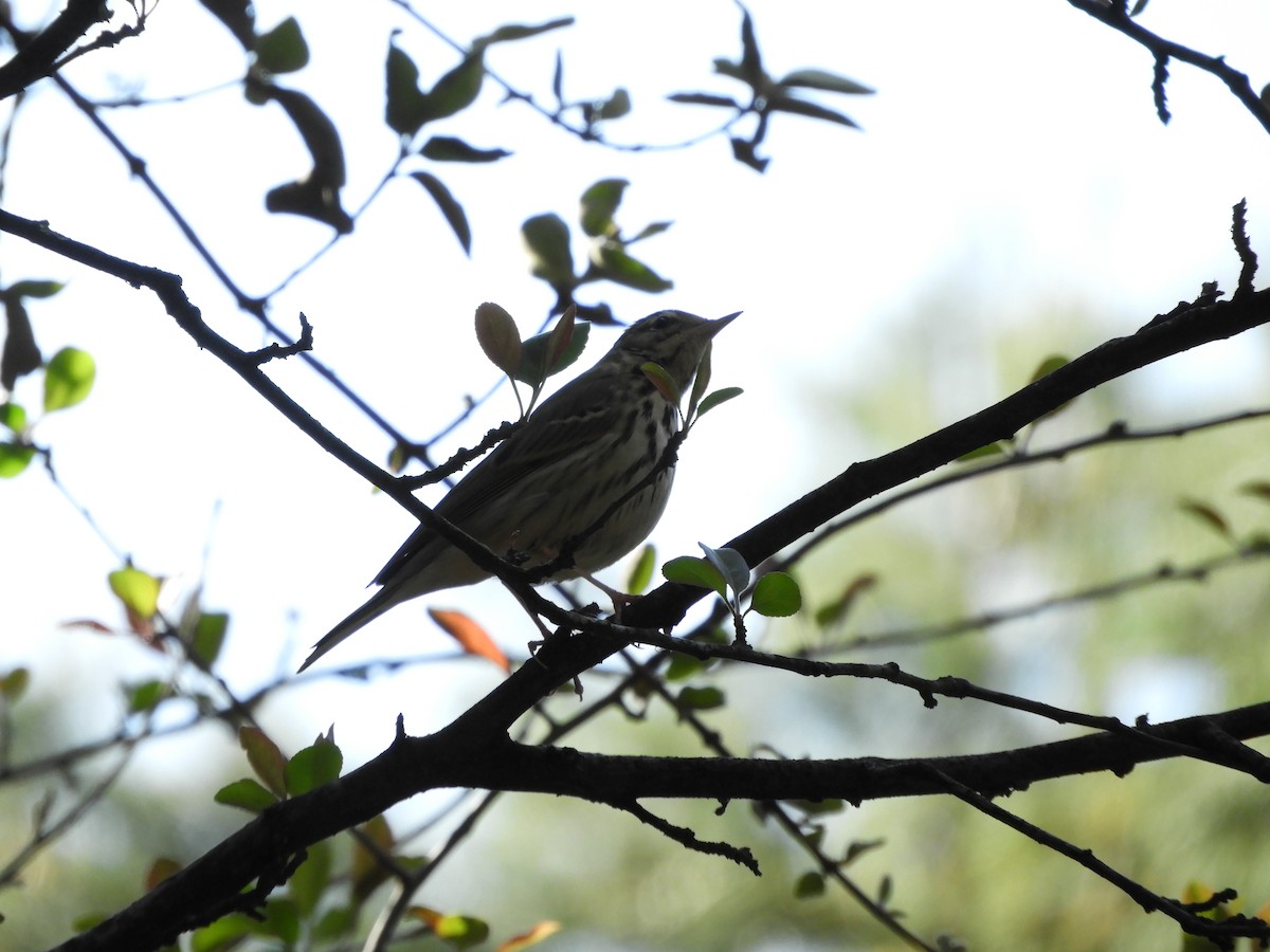 Olive-backed Pipit - ML615665141