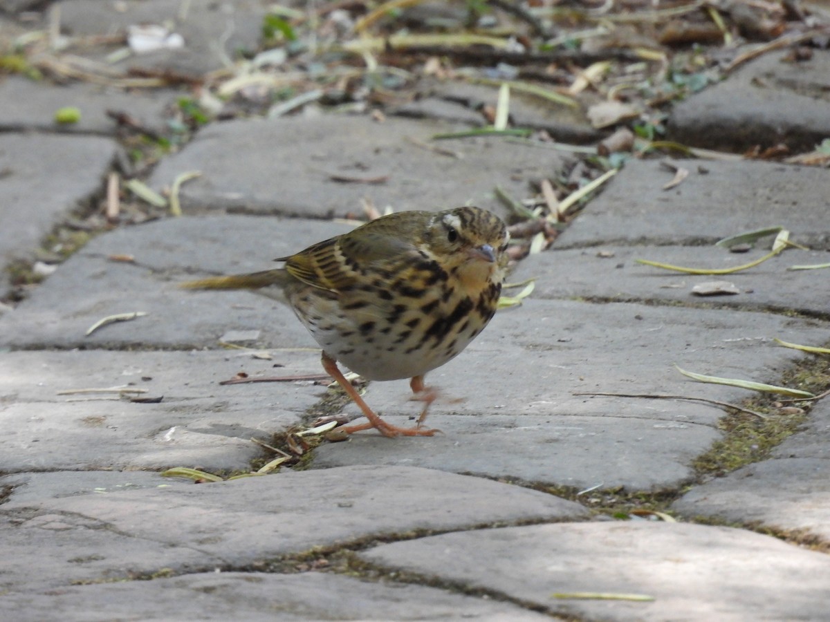 Olive-backed Pipit - ML615665142