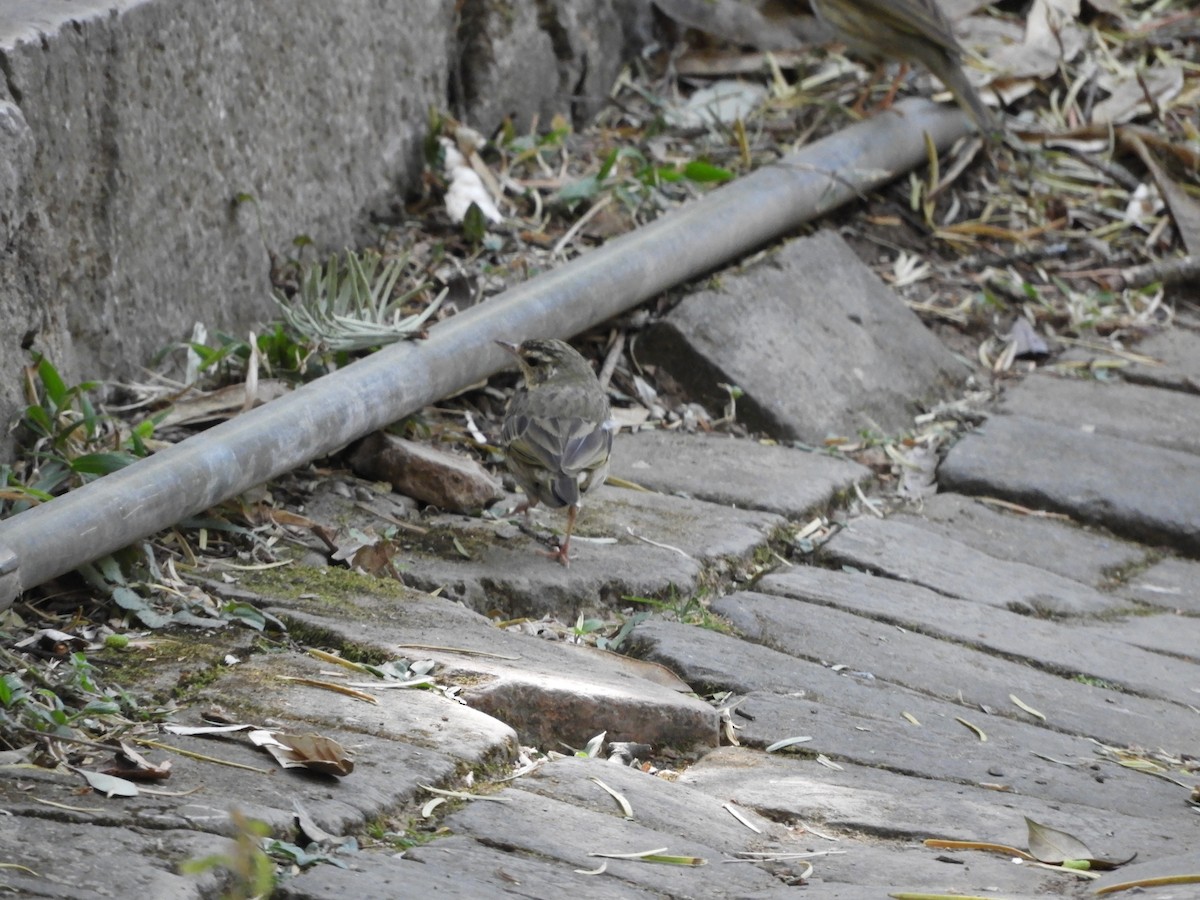 Olive-backed Pipit - ML615665143