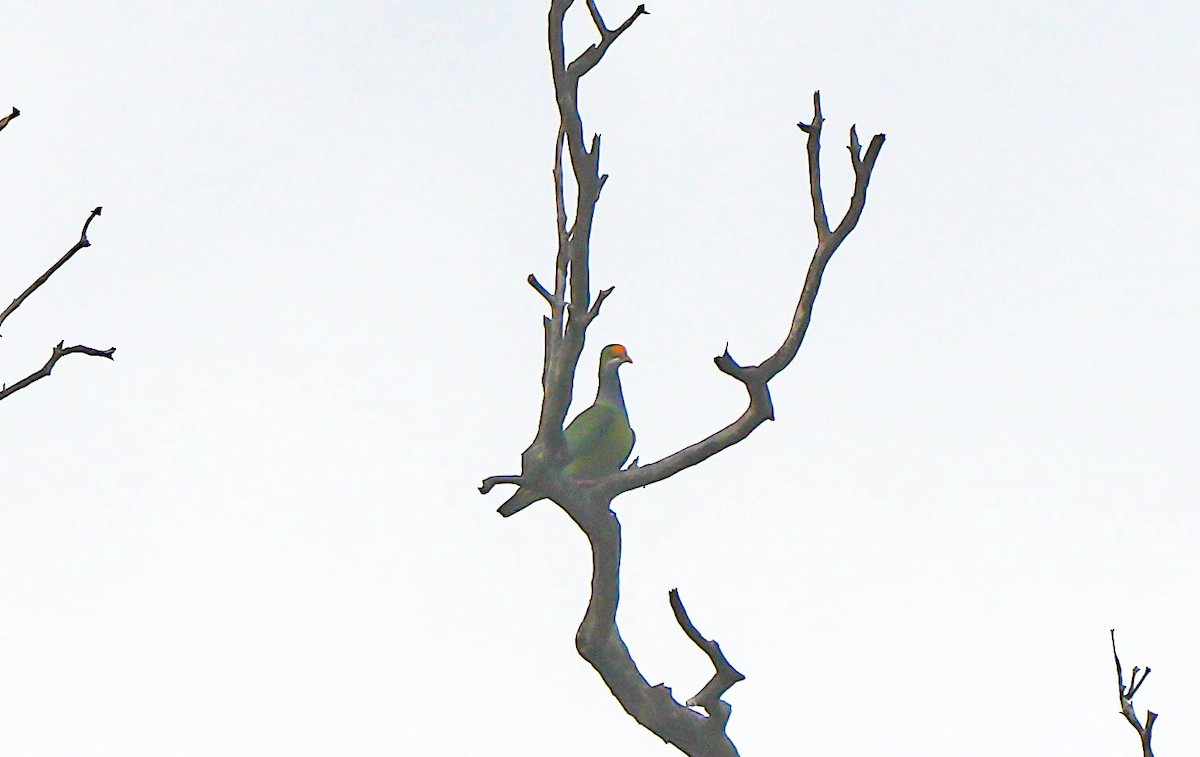 Orange-fronted Fruit-Dove - ML615665158