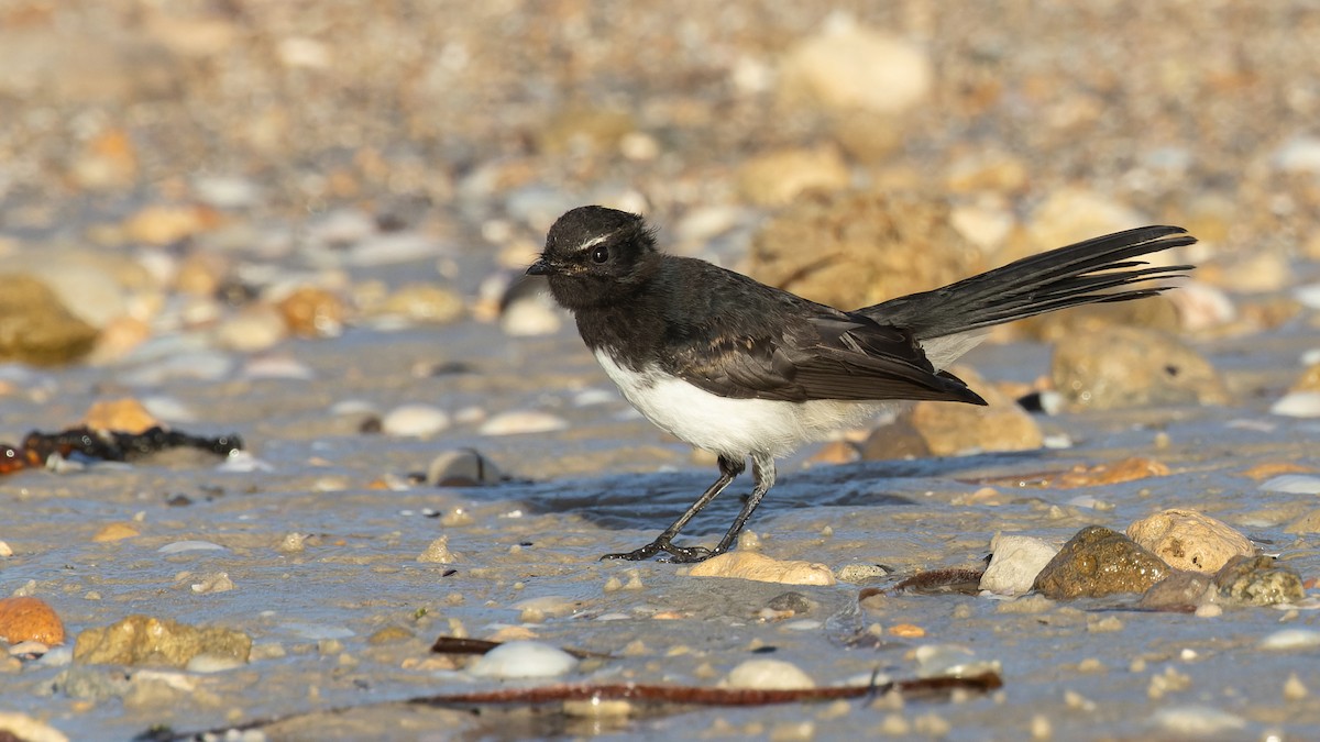 Willie-wagtail - ML615665175