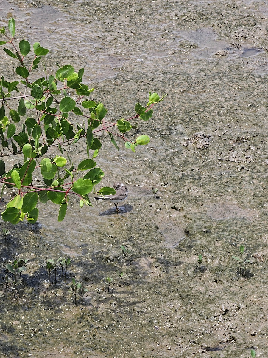 Semipalmated Plover - ML615665188