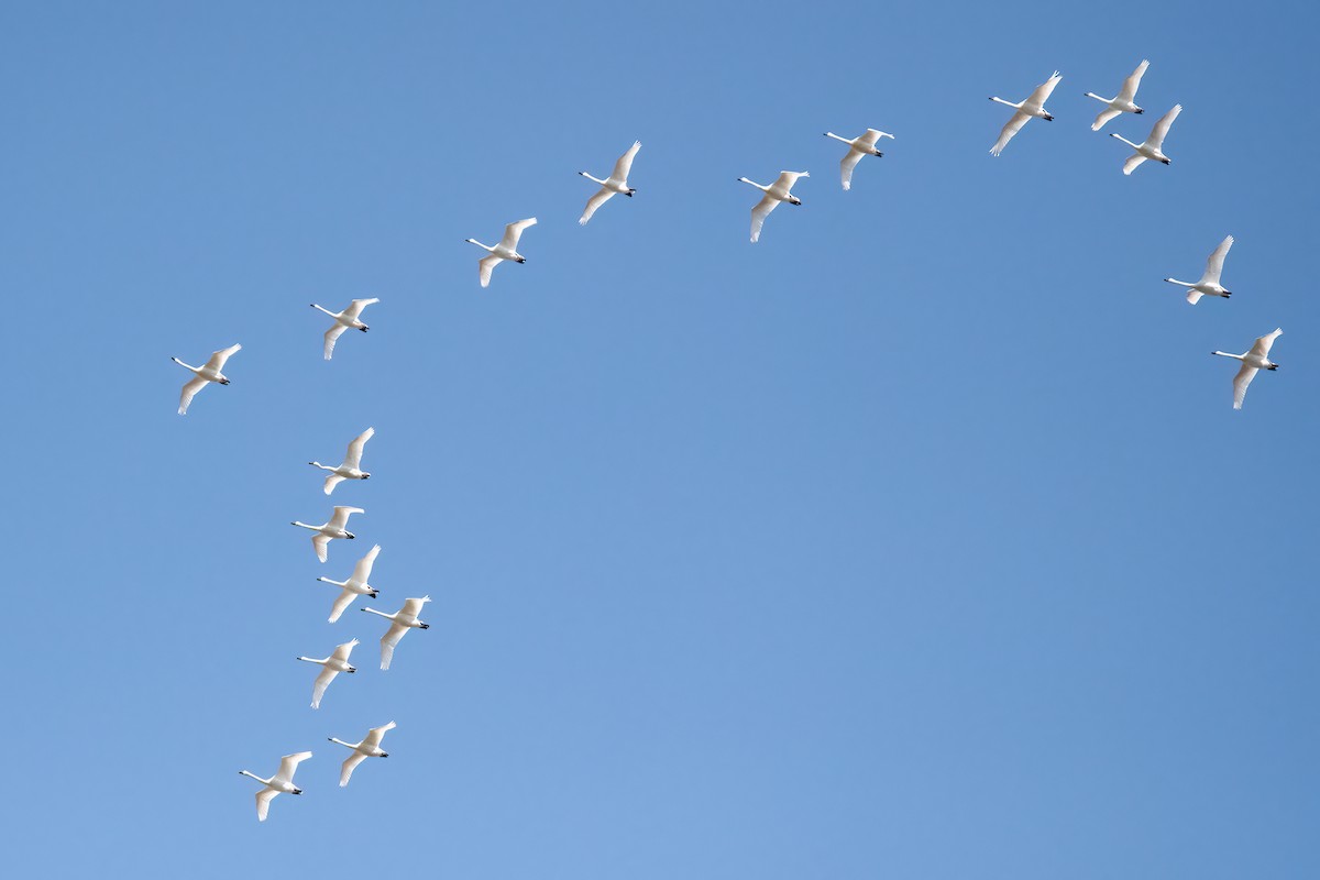 Tundra Swan - Sue Barth