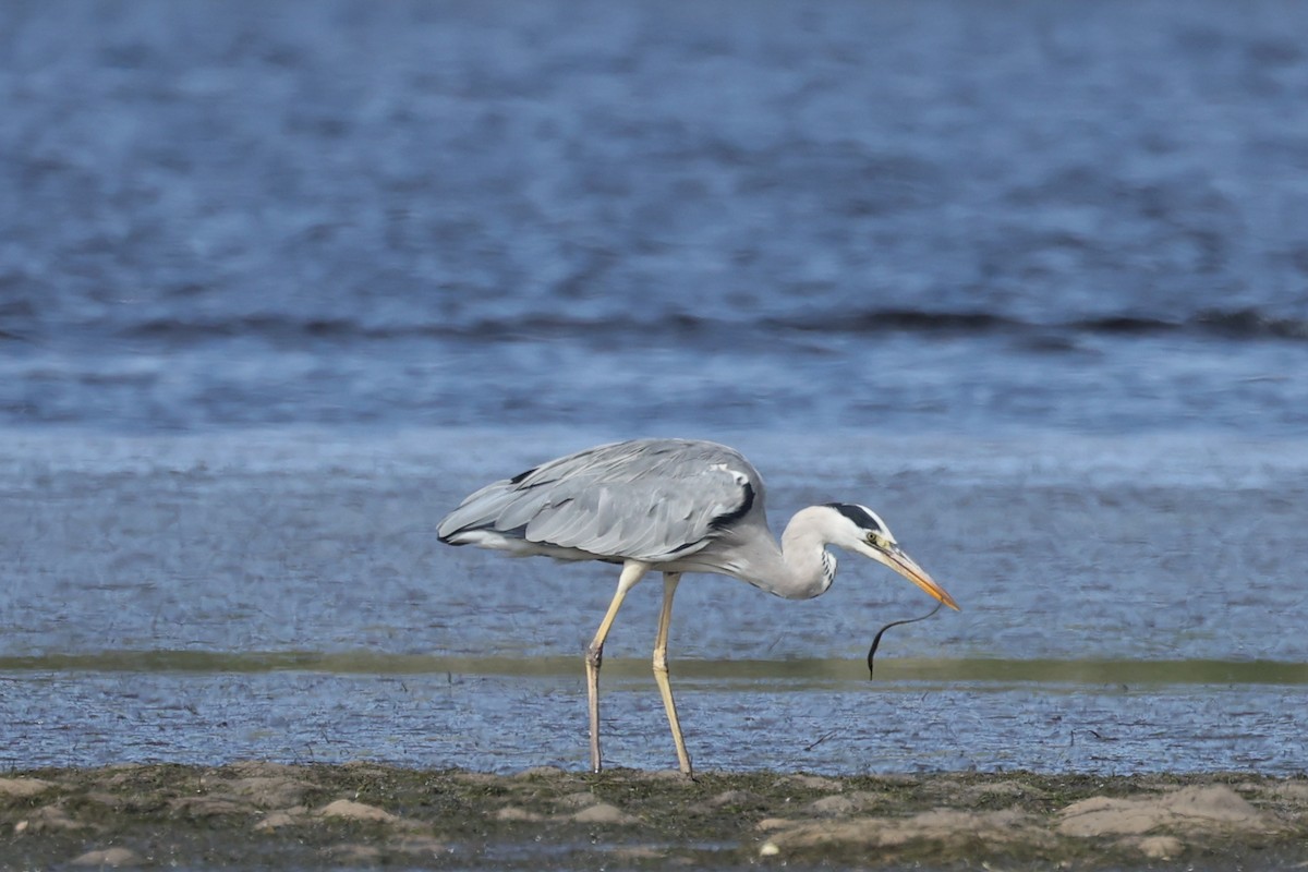 Gray Heron - ML615665270