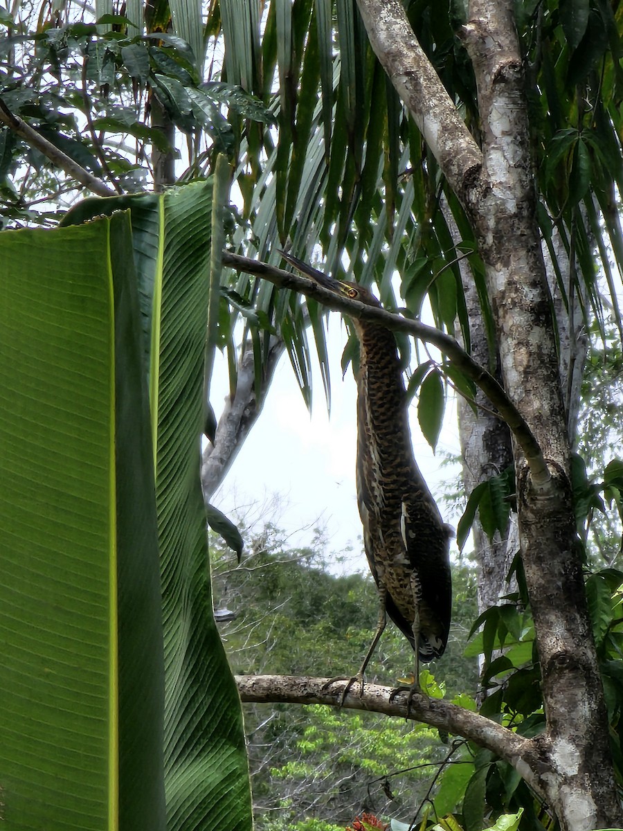 Rufescent Tiger-Heron - ML615665278