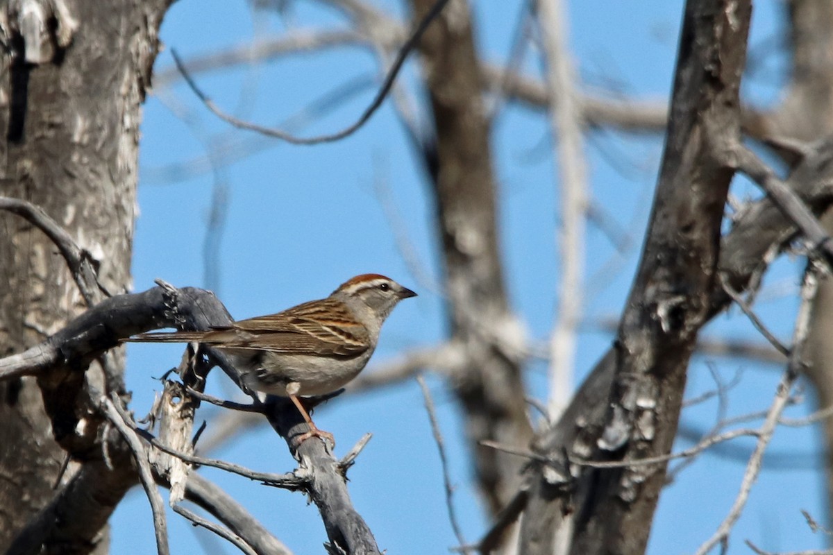 Chipping Sparrow - ML615665283