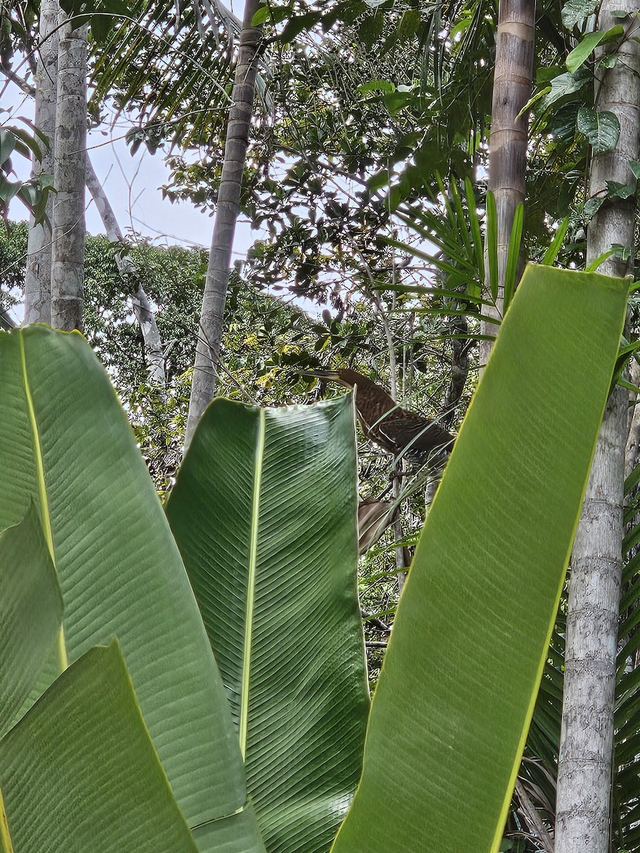 Rufescent Tiger-Heron - ML615665293