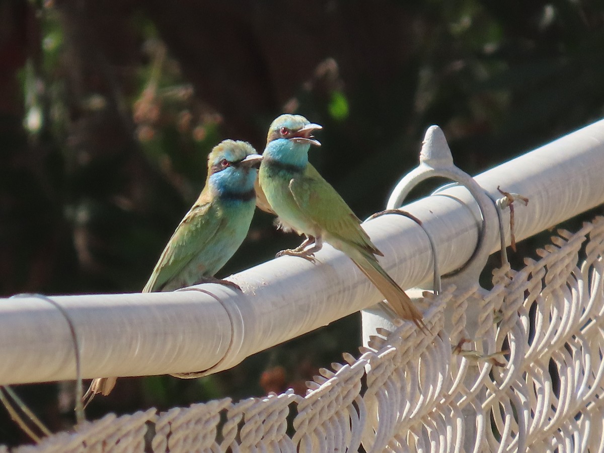 Arabian Green Bee-eater - ML615665307