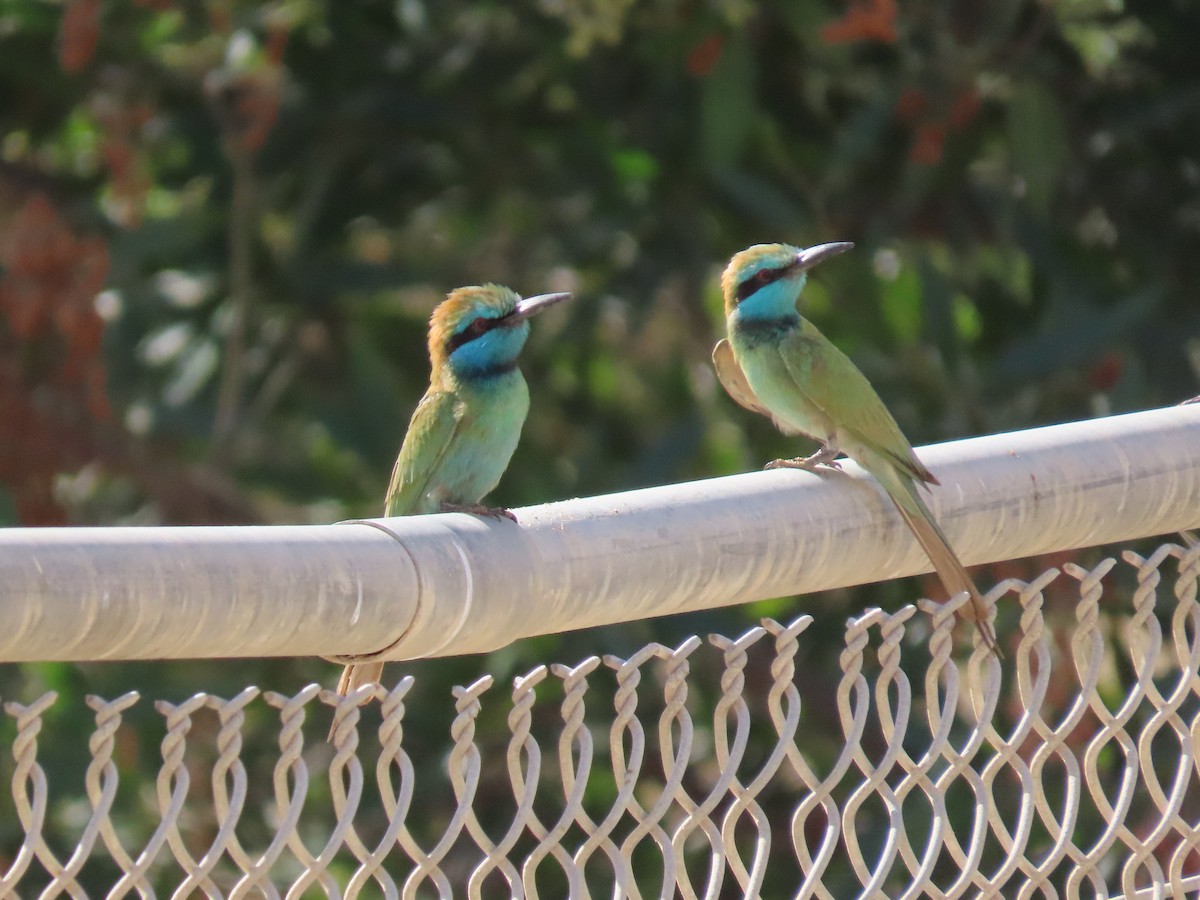 Arabian Green Bee-eater - ML615665309