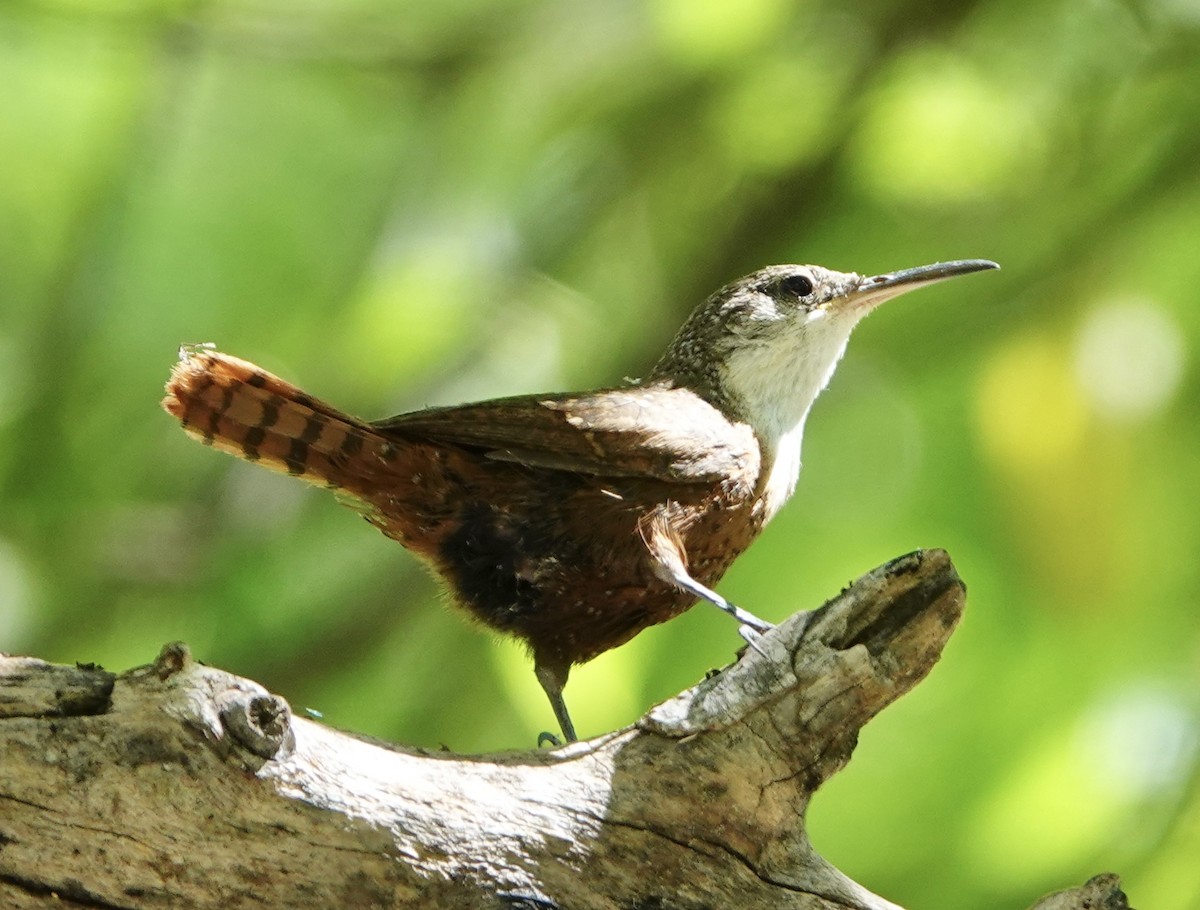 Canyon Wren - Eric Hough