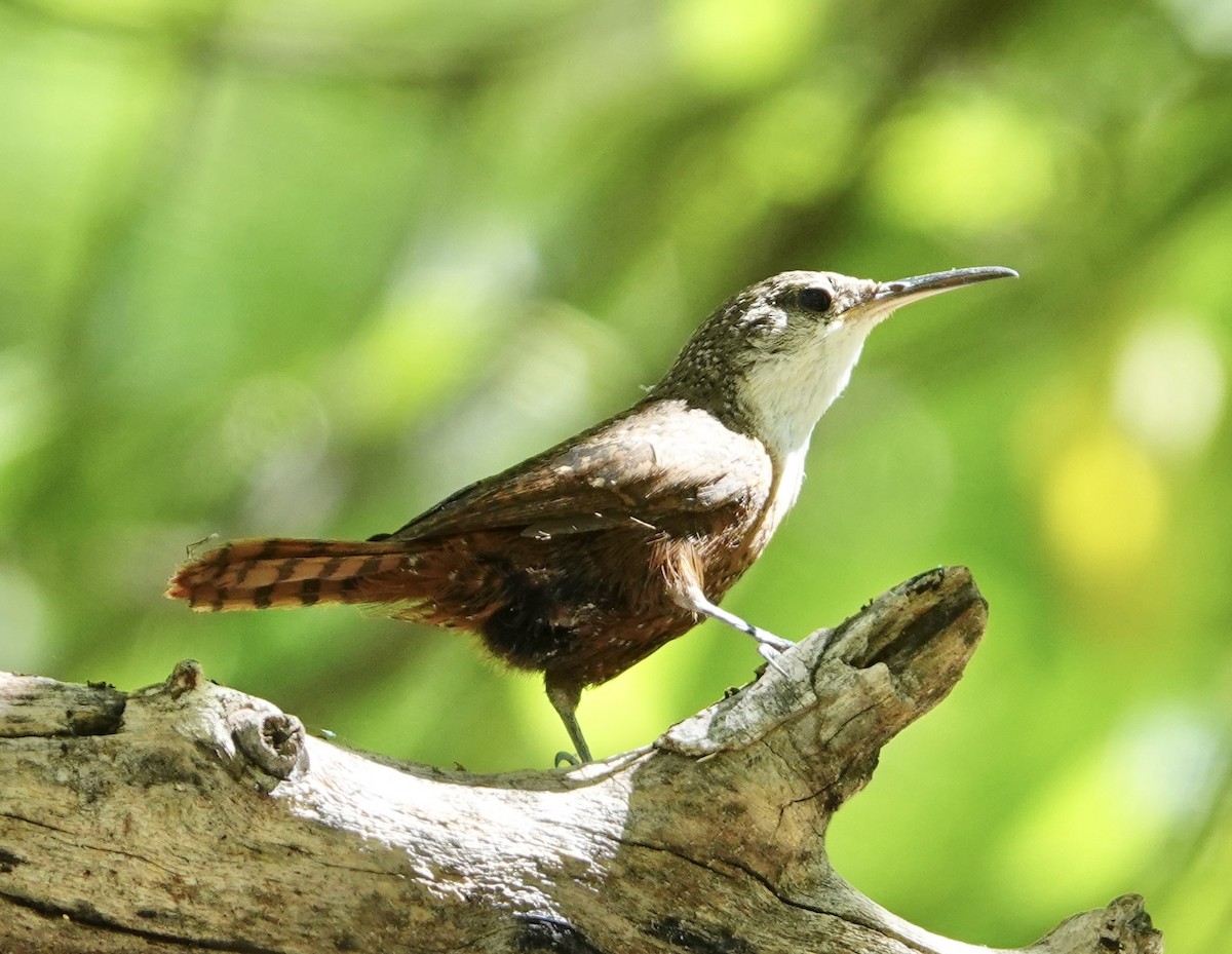 Canyon Wren - Eric Hough