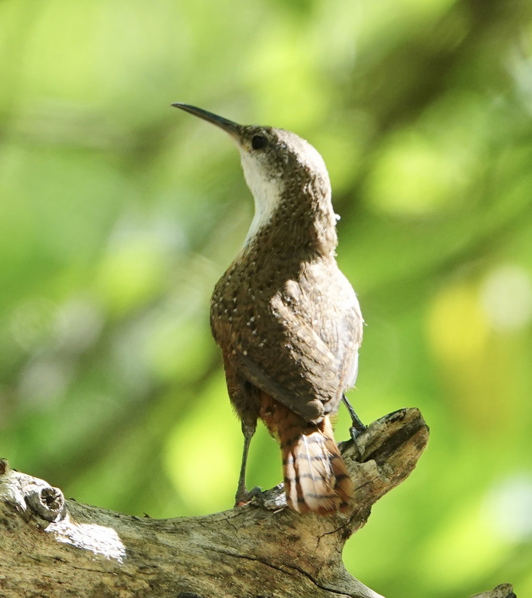 Canyon Wren - Eric Hough