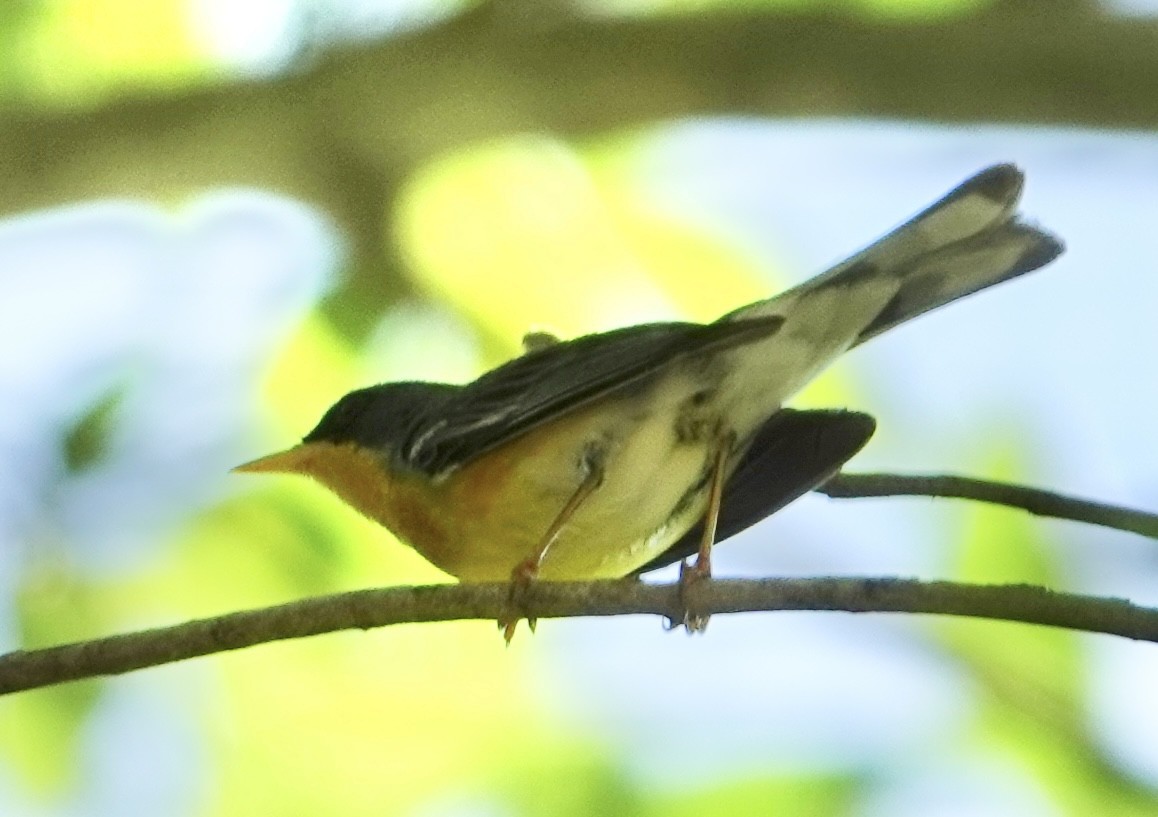 Tropical Parula (West Mexico) - Eric Hough