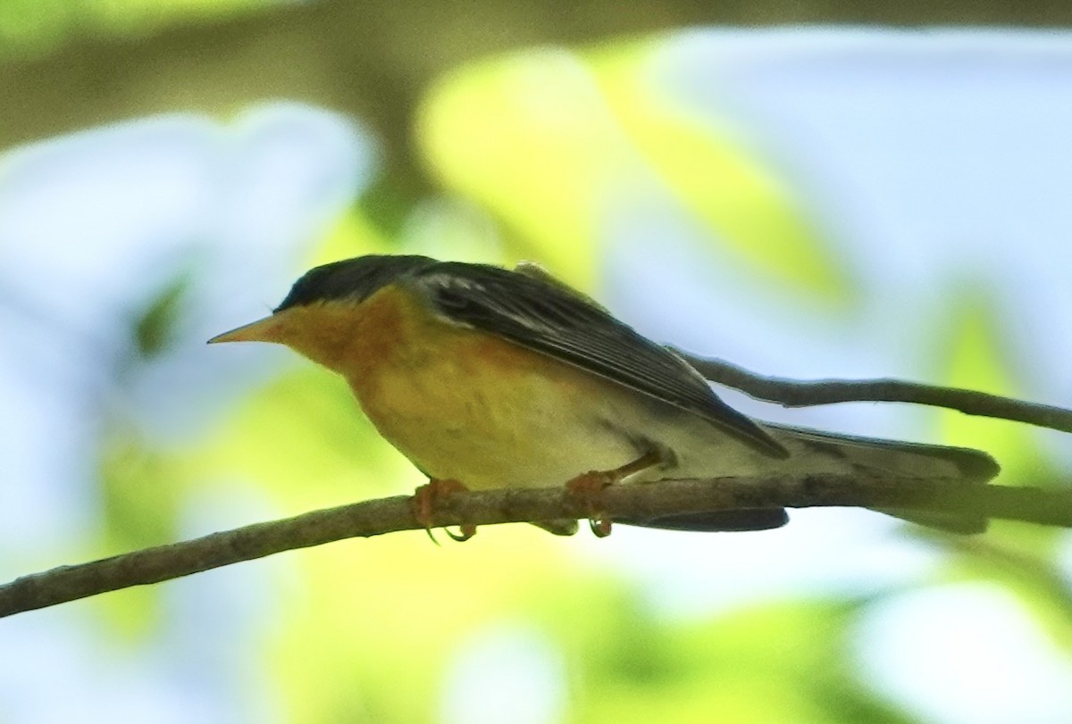 Parula Pitiayumí (pulchra) - ML615665346