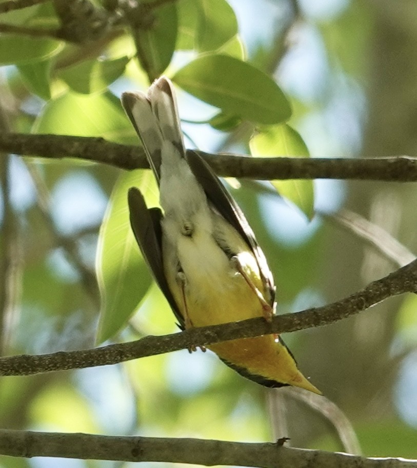 Parula Pitiayumí (pulchra) - ML615665347